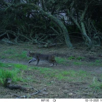 PLT01A bobcat 02100332