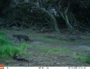 PLT01A bobcat 02100333