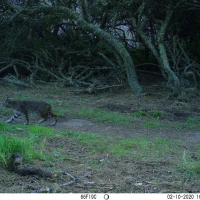 PLT01A bobcat 02100333