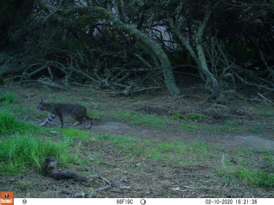 PLT01A bobcat 02100333 PLT01A bobcat 02100333