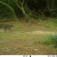 PLT01A bobcat 04210817