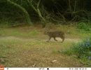 PLT01A bobcat 04210820