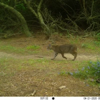 PLT01A bobcat 04210820