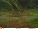 PLT01A bobcat 04290745