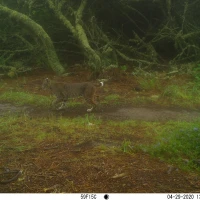 PLT01A bobcat 04290745