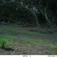 PLT01A bobcat w  prey 02080205