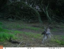 PLT01A bobcat w  prey 02080207
