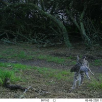 PLT01A bobcat w  prey 02080207