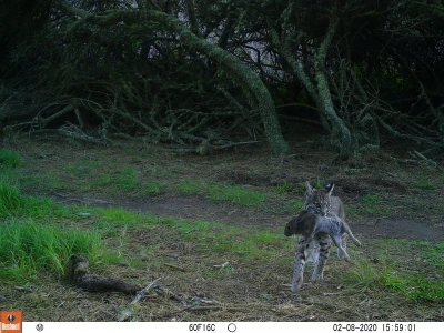 PLT01A bobcat w prey 02080207 PLT01A bobcat w prey 02080207