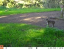 PUR01A bobcat 04010599