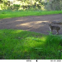 PUR01A bobcat 04010599