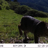 SJR01A bobcat 02280158