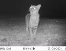 SJR01A bobcat 03040213