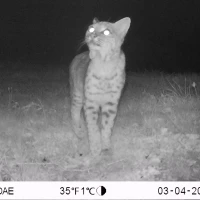 SJR01A bobcat 03040213