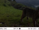 SJR01A bobcat 03080320