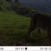 SJR01A bobcat 03080320