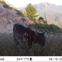 Soulajule bobcat 06190946