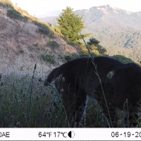 Soulajule bobcat 06190947