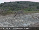 WCR bobcat  1 