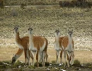 5   500a Guanacos looking small