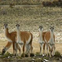 5   500a Guanacos looking small
