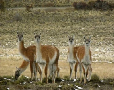 5 500a Guanacos looking small 5 500a Guanacos looking small