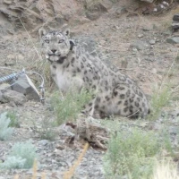 5   Aztai Fitted with the GPS Collar