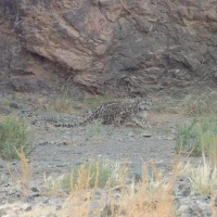 7   Aztai Released After Being Fitted with a GPS collar