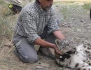 8   Aztai   Young Male Snow Leopard Being Fitted with a GPS Collar