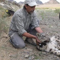 8   Aztai   Young Male Snow Leopard Being Fitted with a GPS Collar