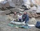 Fitting Snow Leopard with GPS Collar in Mongolia