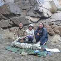 Fitting Snow Leopard with GPS Collar in Mongolia