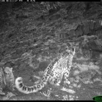 Lasya   cubs Cam 19 2012 IMG 0254