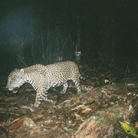 AABP 4 20060818 0548