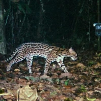 AREAS Amazon camera trap fotos 2