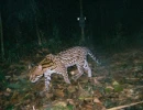 AREAS Amazon camera trap fotos