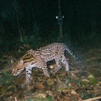 AREAS Amazon camera trap fotos