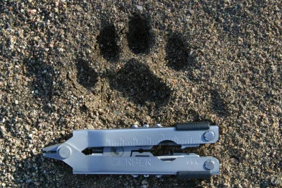 Track of a Snow Leopard