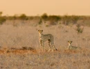 IngridVekemans CheetahMorning