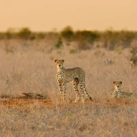 IngridVekemans CheetahMorning