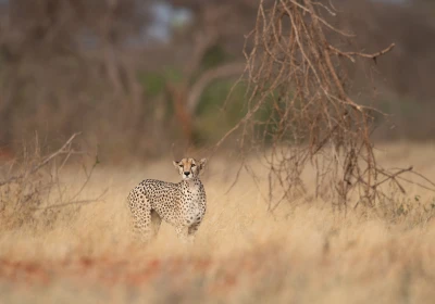 Tsavo Cheetah Project