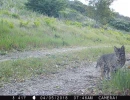 bobcat in marin county