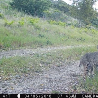 bobcat in marin county