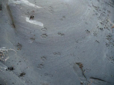 cougar tracks next to raccoon tracks