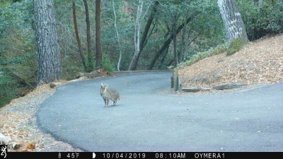 daytime bobcat 3 sits down 10 14 19 daytime bobcat 3 sits down 10 14 19