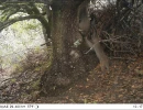 felidae camera trap mix