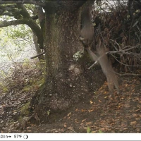 felidae camera trap mix