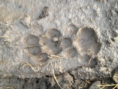 fresh puma tracks in the south bay area 