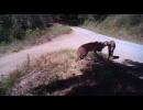 mating pumas in the san francisco
