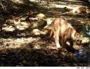 puma family group in sf bay area